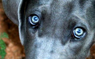  לכלב יש עיניים מימיות מה לעשות